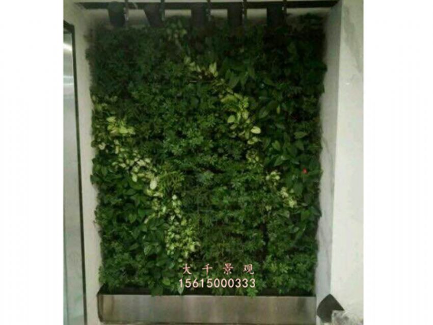 點擊查看詳細信息<br>標題：綠植墻 閱讀次數：2215